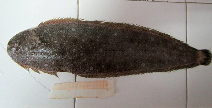 Image MA022-1 of sample MA022 (species: Dagetichthys lusitanicus) / © Prof. Dr. Reinhold Hanel