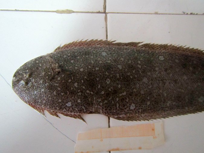 Image MA022-3 of sample MA022 (species: Dagetichthys lusitanicus) / © Prof. Dr. Reinhold Hanel