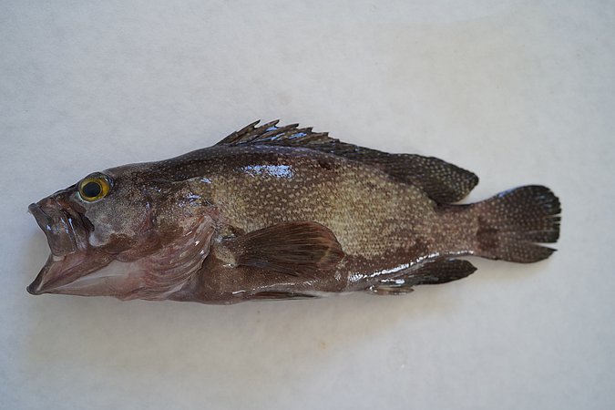 Image S062-1 of sample S062 (species: Epinephelus ongus) / © © Johann Heinrich von Thünen Institute