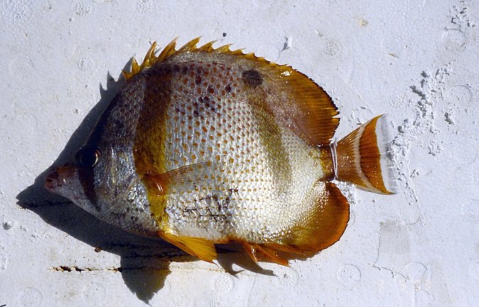 Image B071 of sample B071 (species: Chaetodon hoefleri) / © © 2023 Johann Heinrich von Thünen Institute