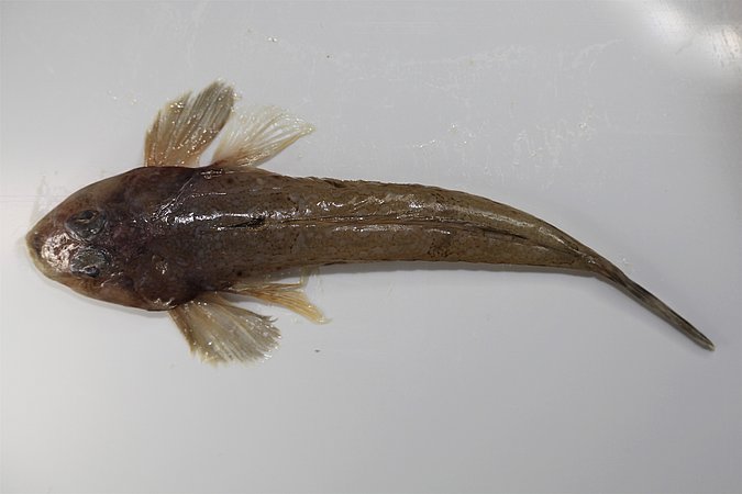 Image MG0019-1 of sample MG0019 (species: Callionymus lyra) / © Tina Blancke