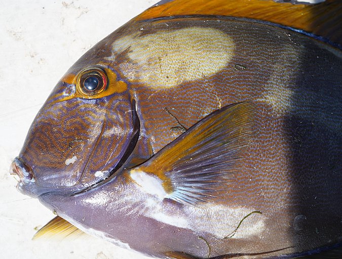 Image S206-2 of sample S206 (species: Acanthurus dussumieri) / © Prof. Dr. Reinhold Hanel