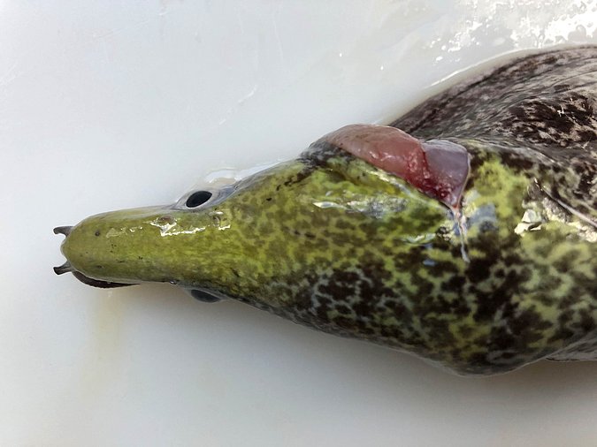 Image S224-4 of sample S224 (species: Gymnothorax undulatus) / © Prof. Dr. Reinhold Hanel