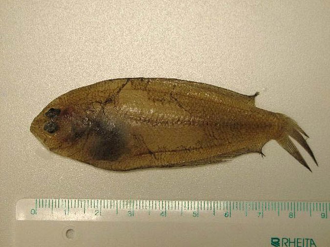 Image MT00600-1 of sample MT00600 (species: Arnoglossus laterna) / © Prof. Dr. Reinhold Hanel