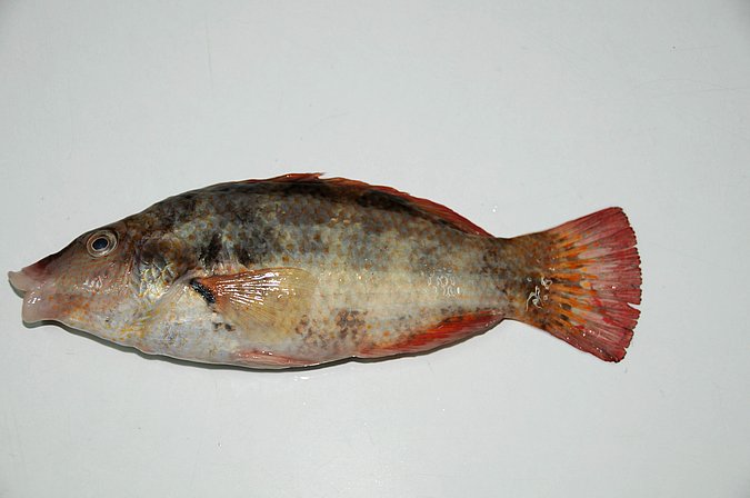 Image MA223-1 of sample MA223 (species: Symphodus bailloni) / © Prof. Dr. Reinhold Hanel