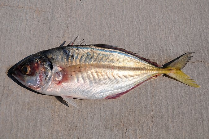 Image O016-1 of sample O016 (species: Alepes djedaba) / © Prof. Dr. Reinhold Hanel