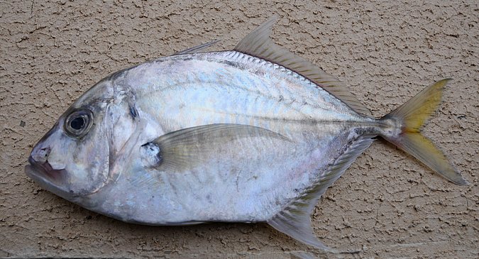 Image O022-1 of sample O022 (species: Platycaranx malabaricus) / © Prof. Dr. Reinhold Hanel