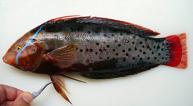 Image S182-2 of sample S182 (species: Coris formosa) / © Prof. Dr. Reinhold Hanel