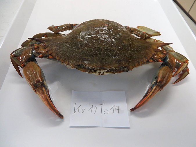 Image Kr19T014 of sample Kr19T014 (species: Callinectes sapidus) / © Max Rubner-Institut, Institut für Sicherheit und Qualität bei Milch und Fisch, Hamburg