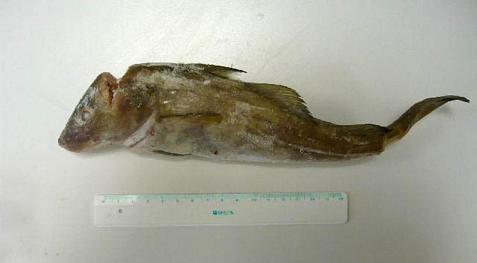 Image MT00285-1 of sample MT00285 (species: Gadus morhua) / © Prof. Dr. Reinhold Hanel