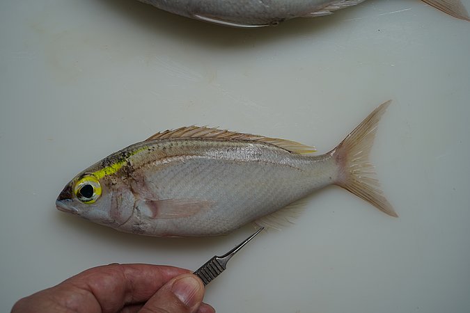 Image S172-2 of sample S172 (species: Scolopsis frenata) / © © Johann Heinrich von Thünen Institute