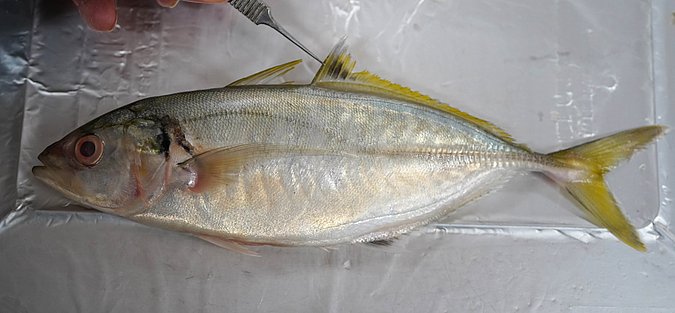 Image T150-3 of sample T150 (species: Atule mate) / © Prof. Dr. Reinhold Hanel