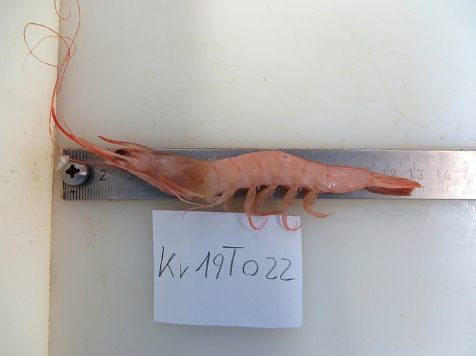 Image Kr19T022 of sample Kr19T022 (species: Parapenaeus longirostris) / © Max Rubner-Institut, Institut für Sicherheit und Qualität bei Milch und Fisch, Hamburg