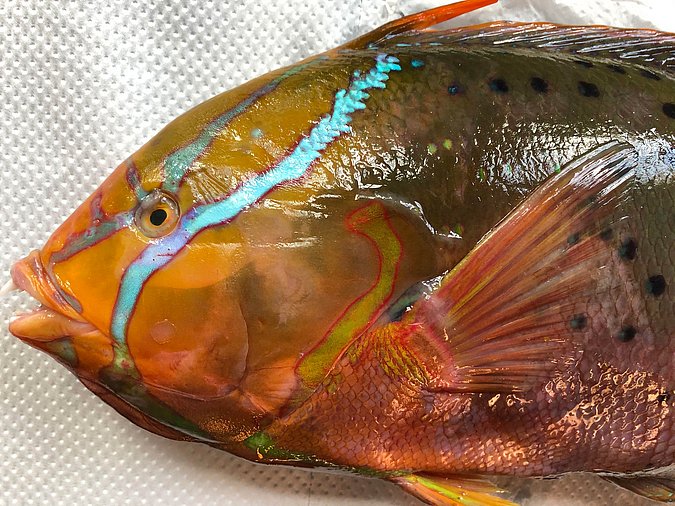 Image S159-9 of sample S159 (species: Coris formosa) / © Prof. Dr. Reinhold Hanel