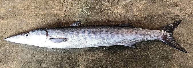 Image S197-2 of sample S197 (species: Sphyraena putnamae) / © Prof. Dr. Reinhold Hanel