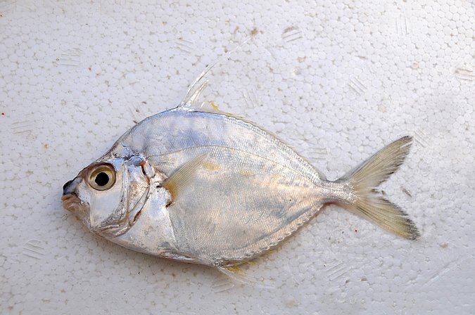 Image IR041-1 of sample IR041 (species: Aurigequula fasciata) / © Prof. Dr. Reinhold Hanel