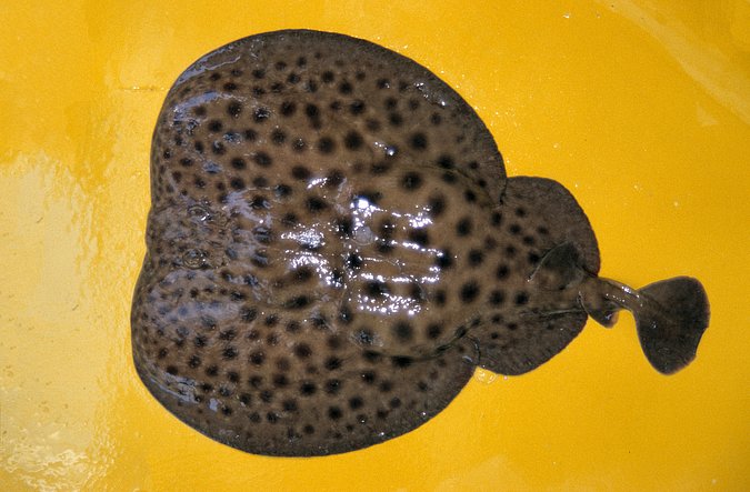 Image A408-1 of sample A408 (species: Torpedo marmorata) / © Prof. Dr. Reinhold Hanel