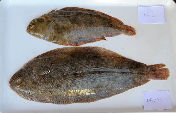 Image MA132-MA133-1 of sample MA132 (species: Solea senegalensis) / © Prof. Dr. Reinhold Hanel