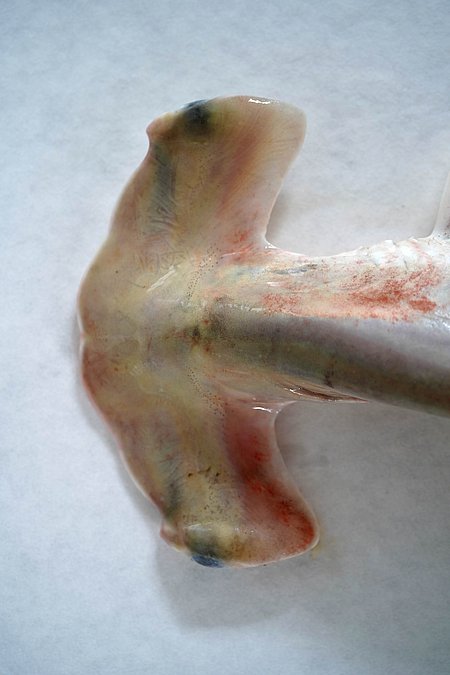 Image S023-3 of sample S023 (species: Sphyrna lewini) / © Prof. Dr. Reinhold Hanel