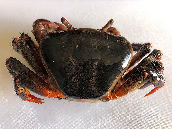 Image S298-1 of sample S298 (species: Cardisoma carnifex) / © Prof. Dr. Reinhold Hanel