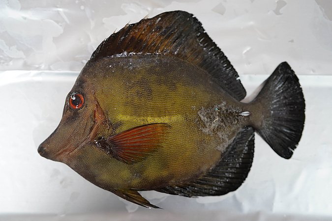 Image T122-1 of sample T122 (species: Zebrasoma scopas) / © Prof. Dr. Reinhold Hanel