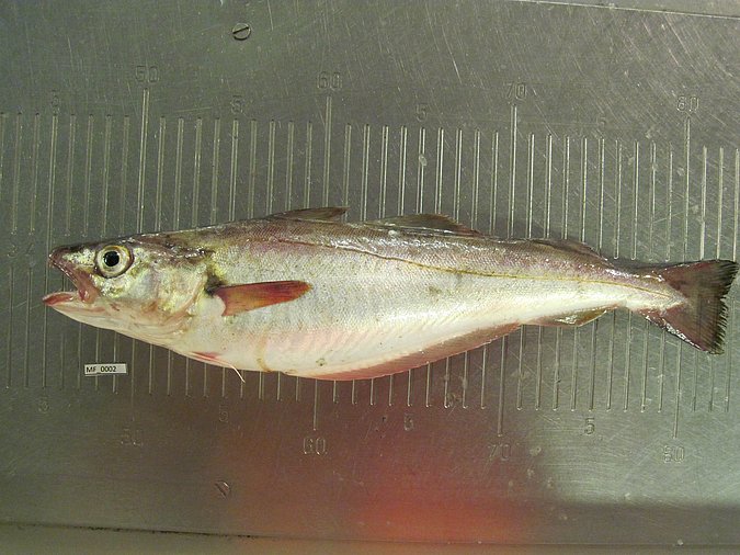 Image MF002-1 of sample MF002 (species: Merlangius merlangus) / © Prof. Dr. Reinhold Hanel