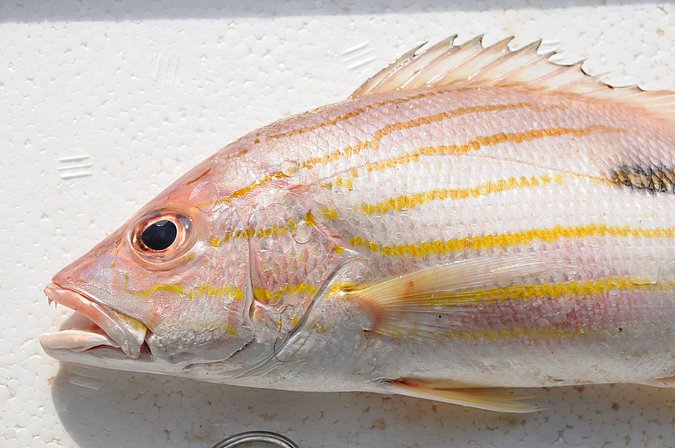 Image IR017-2 of sample IR017 (species: Lutjanus russellii) / © Prof. Dr. Reinhold Hanel