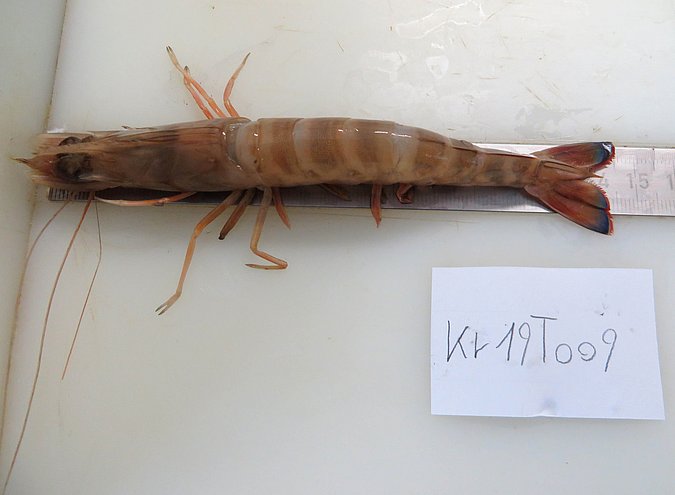 Image Kr19T009 of sample Kr19T009 (species: Penaeus kerathurus) / © Max Rubner-Institut, Institut für Sicherheit und Qualität bei Milch und Fisch, Hamburg