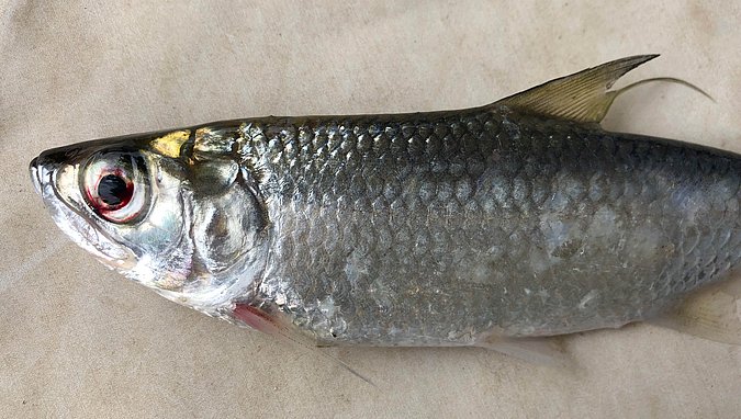 Image P71-2 of sample P71 (species: Megalops cyprinoides) / © Prof. Dr. Reinhold Hanel