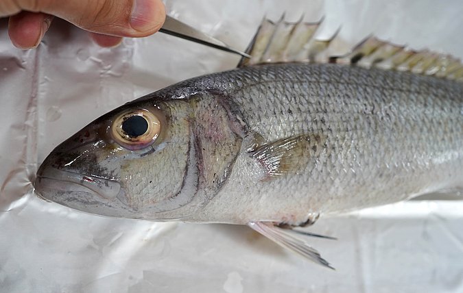 Image T169-4 of sample T169 (species: Aprion virescens) / © Prof. Dr. Reinhold Hanel