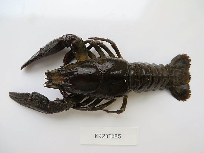 Image Kr20T085 of sample Kr20T085 (species: Astacus astacus) / © Max Rubner-Institut, Institut für Sicherheit und Qualität bei Milch und Fisch, Hamburg