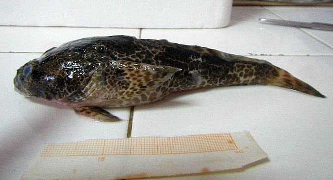 Image MA021-2 of sample MA021 (species: Halobatrachus didactylus) / © Prof. Dr. Reinhold Hanel