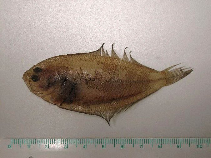 Image MT00601-1 of sample MT00601 (species: Arnoglossus laterna) / © Prof. Dr. Reinhold Hanel