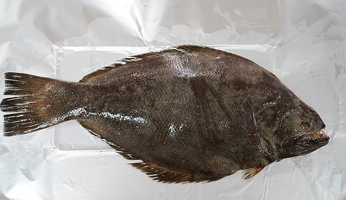 Image T178-1 of sample T178 (species: Psettodes erumei) / © Prof. Dr. Reinhold Hanel