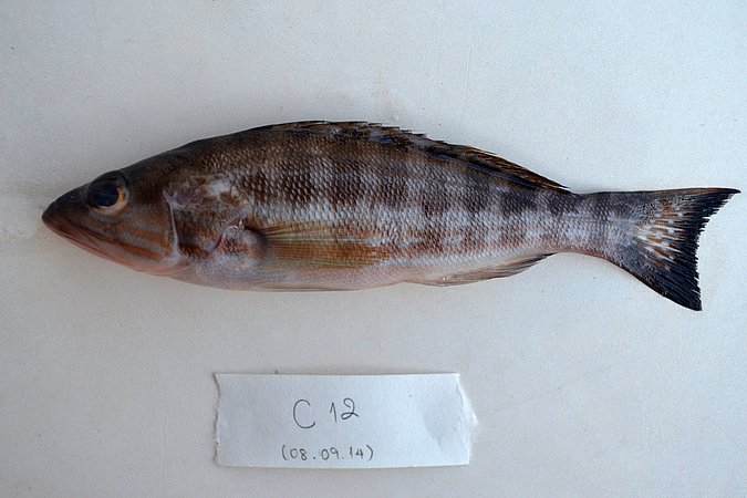 Image C012-1 of sample C012 (species: Serranus cabrilla) / © Prof. Dr. Reinhold Hanel