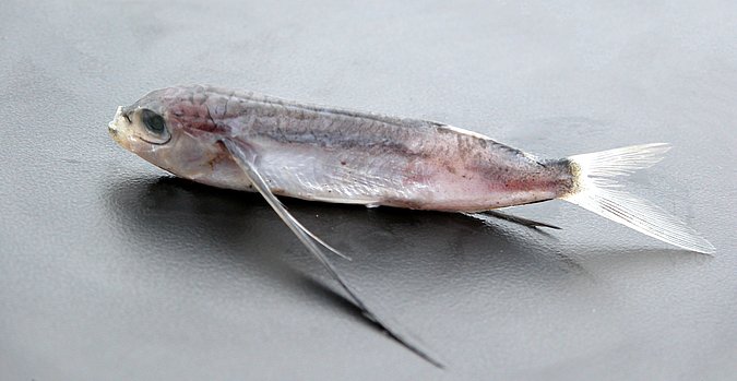 Image K05-28-1 of sample K05-28 (species: Exocoetus obtusirostris) / © Prof. Dr. Reinhold Hanel