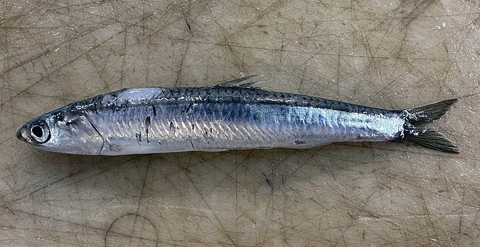 Image WH020-1 of sample WH020 (species: Engraulis encrasicolus) / © Benita Möckel, Thünen Institute of Fisheries Ecology, Bremerhaven, Germany