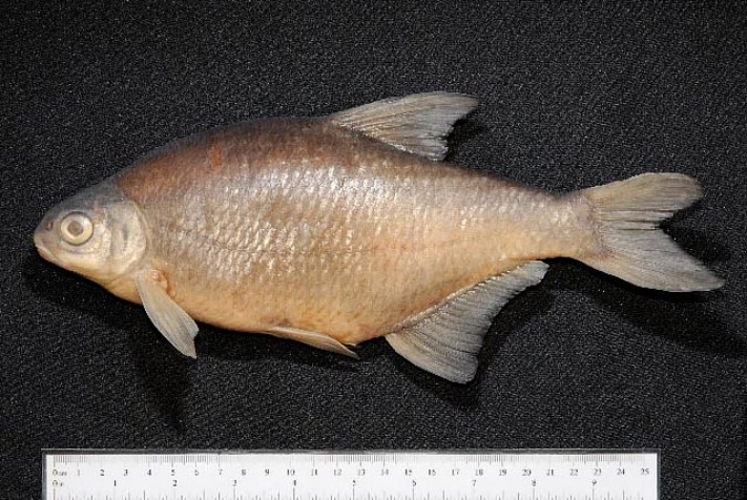 Image ZSM-PIS-034783|ZSM-BayFi 05580 of sample ZSM-PIS-034783|ZSM-BayFi 05580 (species: Blicca bjoerkna) / © LGL_SNSB/ZSM