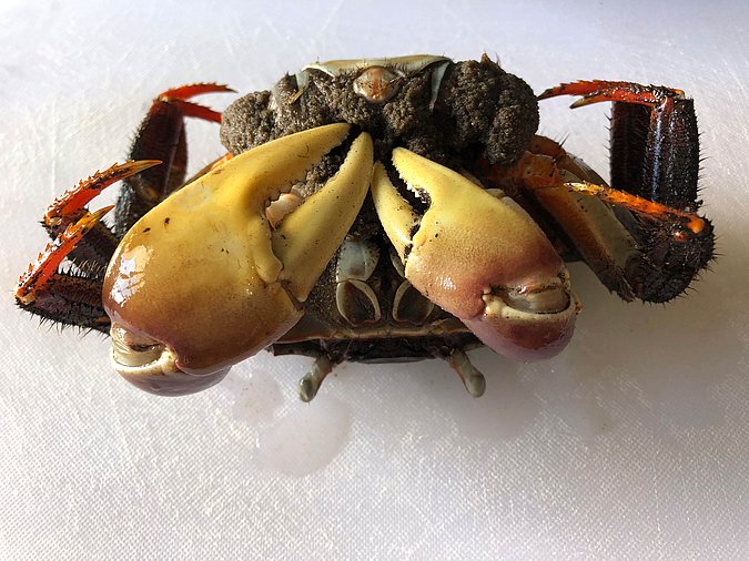 Image S298-3 of sample S298 (species: Cardisoma carnifex) / © Prof. Dr. Reinhold Hanel
