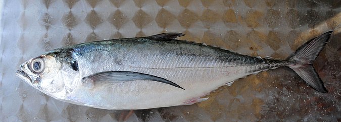 Image O026-1 of sample O026 (species: Megalaspis cordyla) / © Prof. Dr. Reinhold Hanel