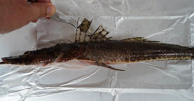 Image T162-3 of sample T162 (species: Papilloculiceps longiceps) / © Prof. Dr. Reinhold Hanel