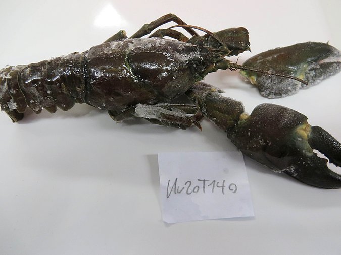 Image Kr20T140 of sample Kr20T140 (species: Pacifastacus leniusculus) / © Max Rubner-Institut, Institut für Sicherheit und Qualität bei Milch und Fisch, Hamburg