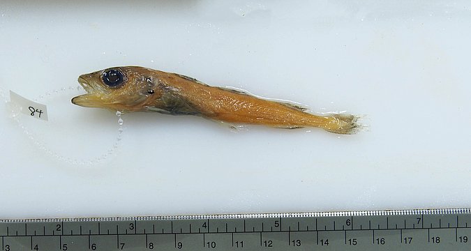 Image UAM_Fish_6595 [372040] of sample UAM:Fish:6595 [372040] (species: Gadus chalcogrammus) / © University of Alaska Fairbanks