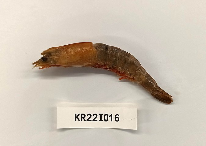 Image Kr22I016 of sample Kr22I016 (species: Parapenaeopsis stylifera) / © Chandrasena Reddy, Intertek, Hyderabad, India