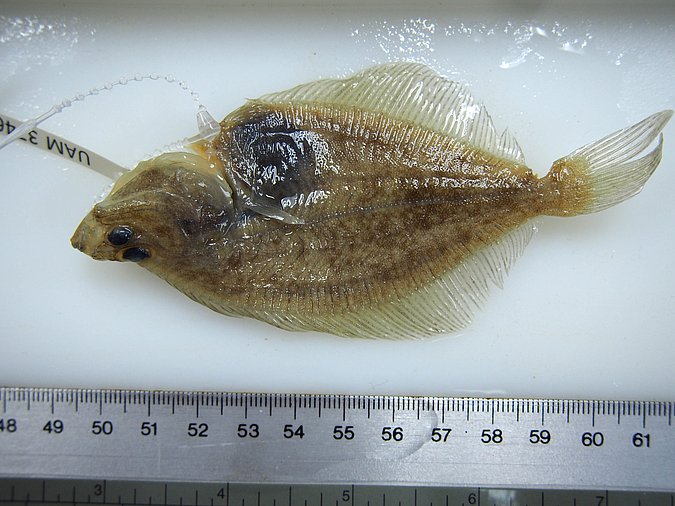 Image UAM_Fish_10304 [374639] of sample UAM:Fish:10304 [374639] (species: Myzopsetta proboscidea) / © University of Alaska Fairbanks