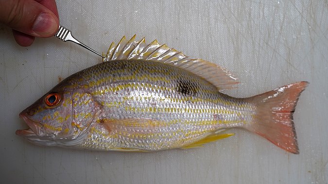 Image T219-3 of sample T219 (species: Lutjanus synagris) / © Prof. Dr. Reinhold Hanel