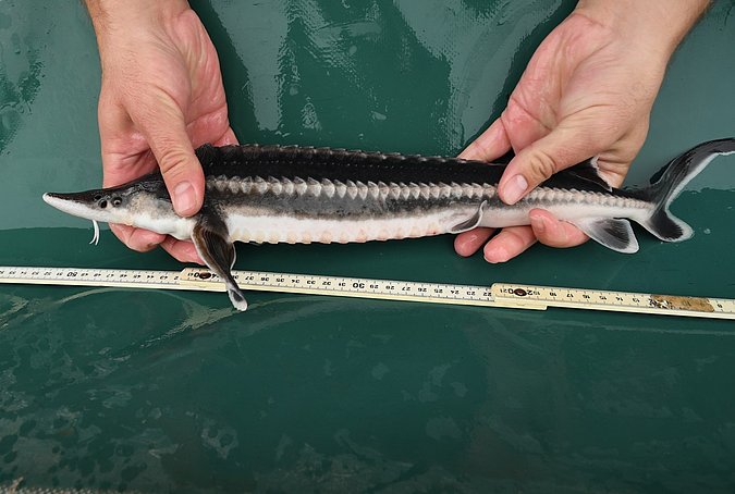 Image Acipenser_nudiventris_LGL_S2 of sample Acipenser_nudiventris_LGL_S2 (species: Acipenser nudiventris) / © Prof. Dr. Reinhold Hanel