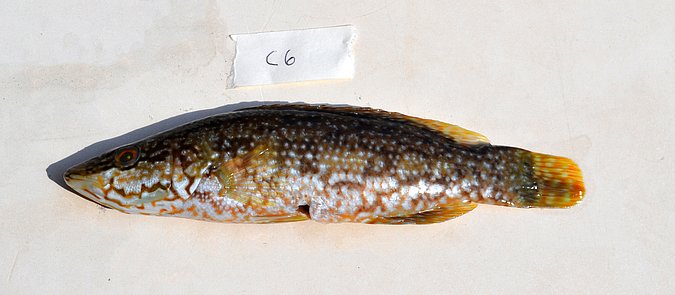 Image C006-1 of sample C006 (species: Labrus viridis) / © Prof. Dr. Reinhold Hanel