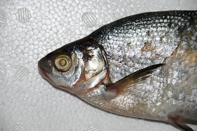 Image IR053-3 of sample IR053 (species: Abramis brama) / © Prof. Dr. Reinhold Hanel