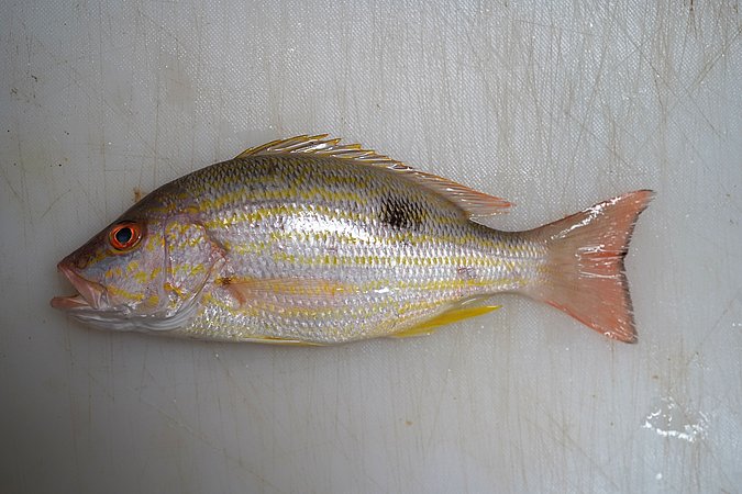 Image T219-1 of sample T219 (species: Lutjanus synagris) / © Prof. Dr. Reinhold Hanel